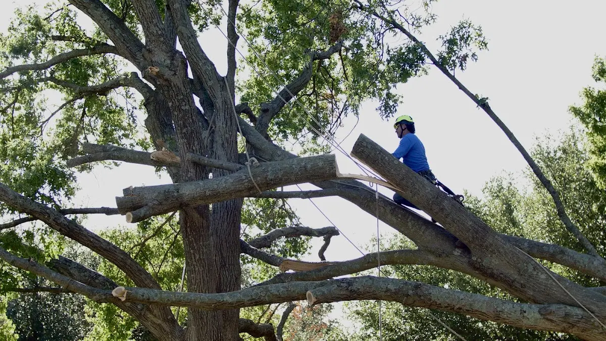 Professional Hazardous Tree Removal performed by certified arborists in Warner