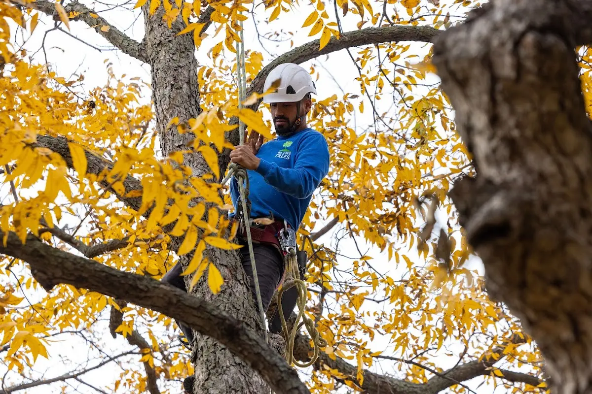 Skilled Tree Transplanting crew working in Warner